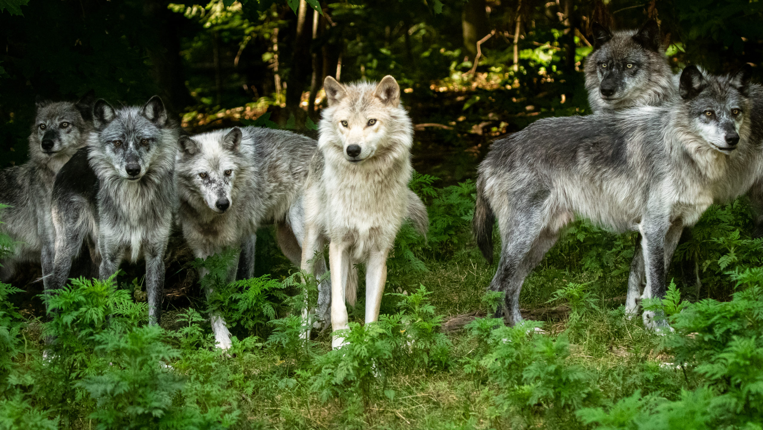 Haliburton Forest Wolf Centre Ontario (credit/ Stephanie Brown Photography)