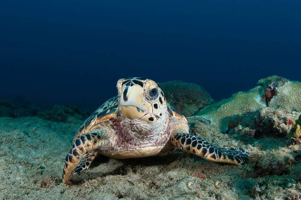 Puerto Rico Sea Turtle