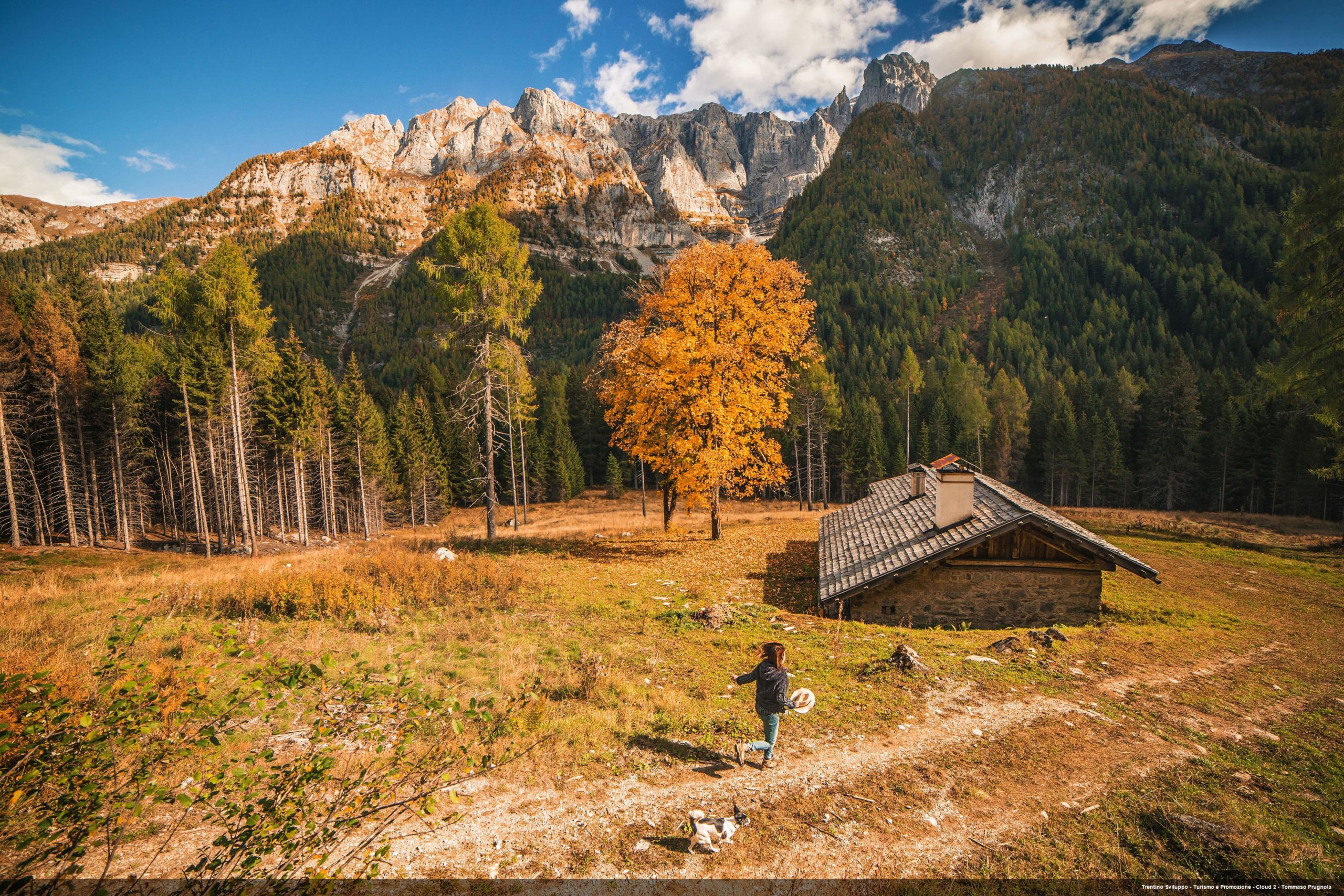 Trentino forests