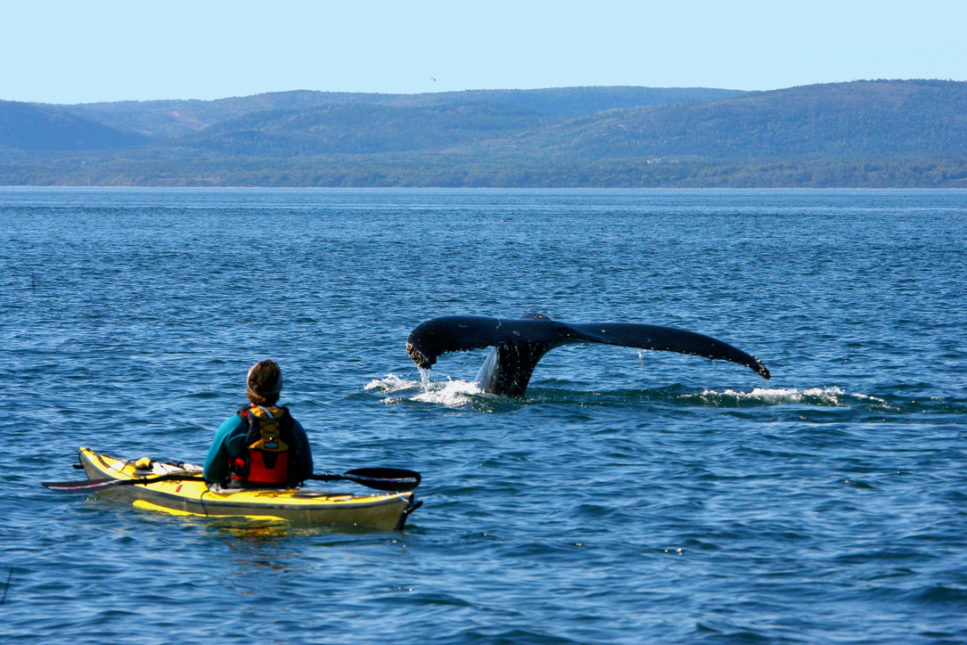 A man in a yellow canoe in the middle of the ocean and next to it the tail of an ocean.