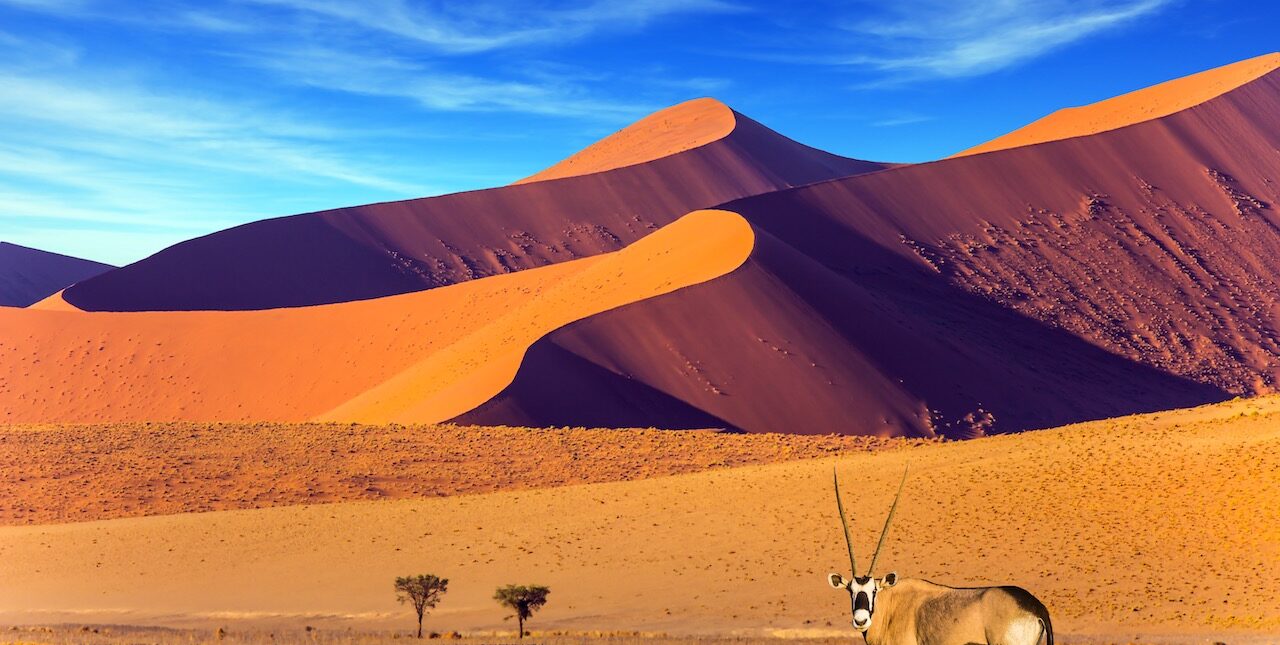 Sunset in Namib Desert. Oryx standing at the road.