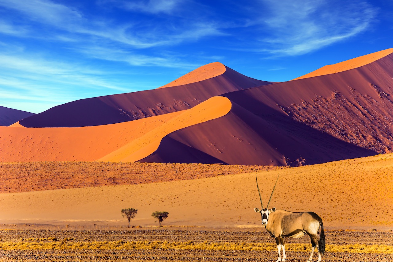 Sunset in Namib Desert. Oryx standing at the road.