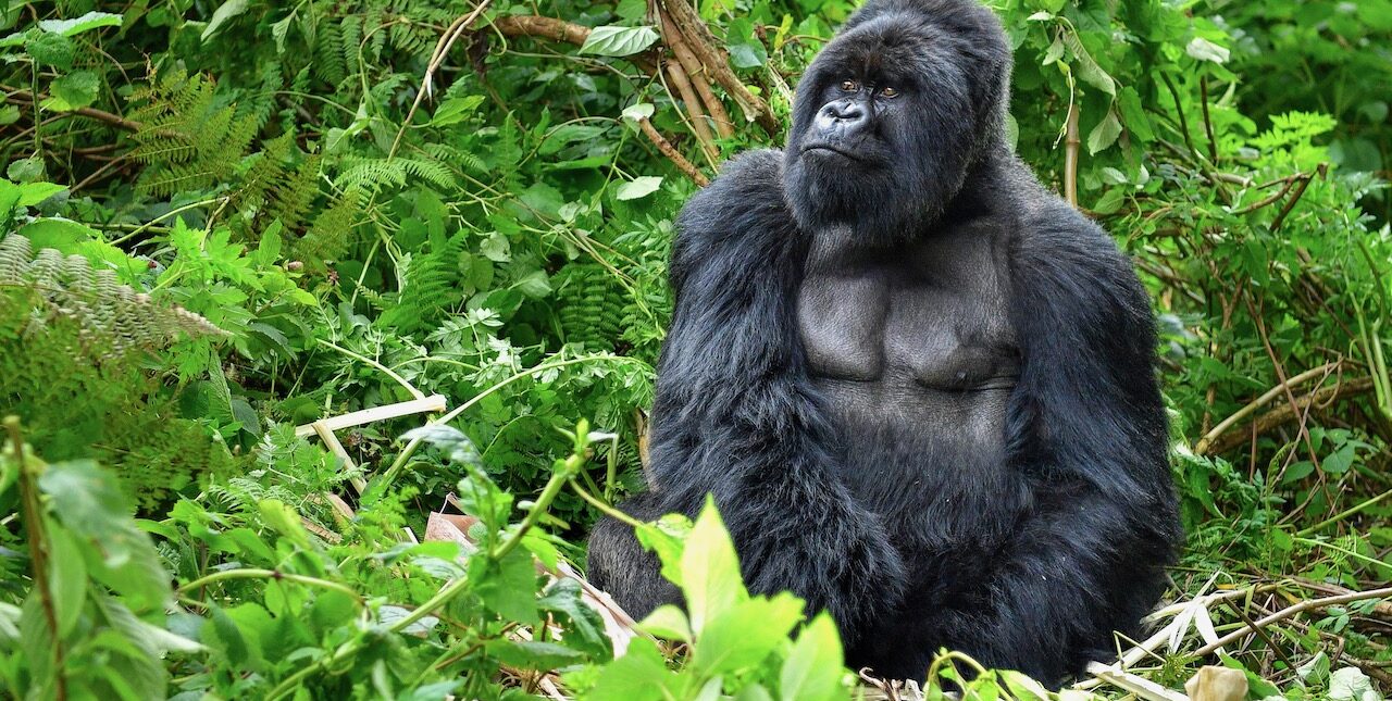 A silverback mountain gorilla in a rainforest in Rwanda