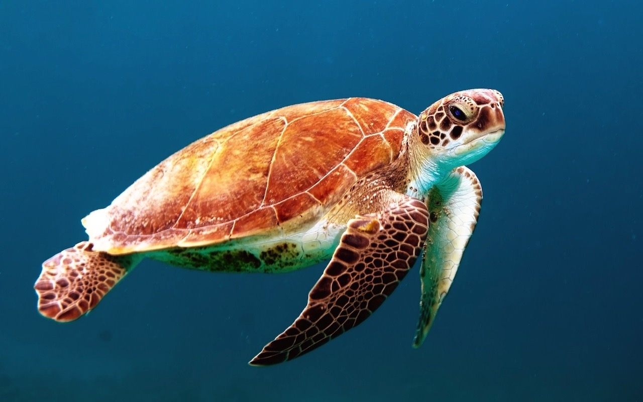 turtle in blue sea background